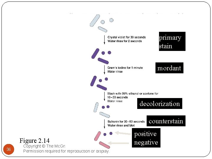 primary stain mordant decolorization counterstain Figure 2. 14 36 Copyright © The Mc. Graw-Hill