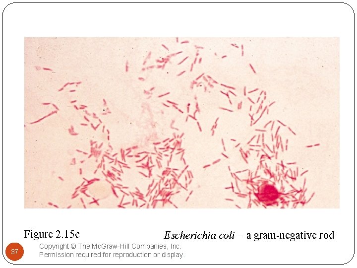 Figure 2. 15 c 37 Escherichia coli – a gram-negative rod Copyright © The