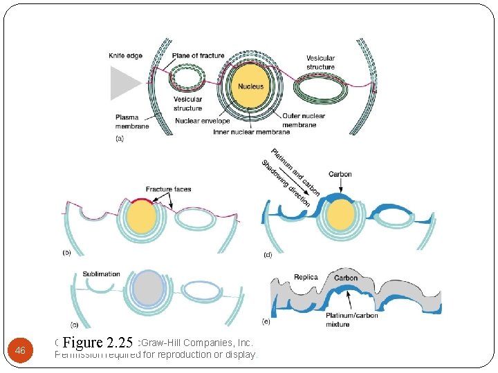 46 Copyright The Mc. Graw-Hill Companies, Inc. Figure© 2. 25 Permission required for reproduction