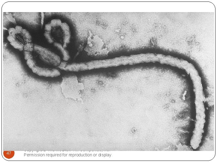 Ebola 47 Copyright © The Mc. Graw-Hill Companies, Inc. Permission required for reproduction or