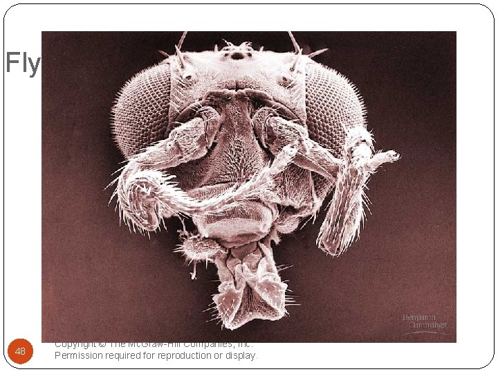 Fly head 48 Copyright © The Mc. Graw-Hill Companies, Inc. Permission required for reproduction