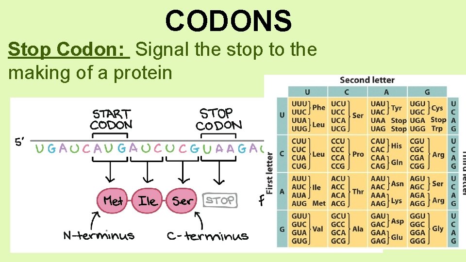 CODONS Stop Codon: Signal the stop to the making of a protein 