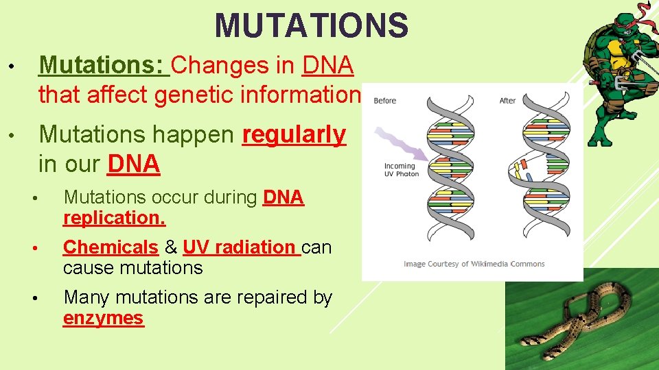 MUTATIONS • Mutations: Changes in DNA that affect genetic information • Mutations happen regularly