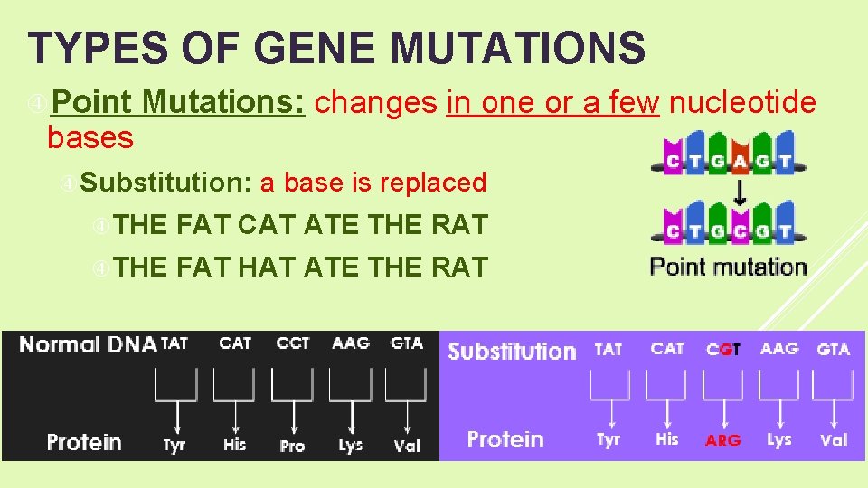 TYPES OF GENE MUTATIONS Point bases Mutations: changes in one or a few nucleotide