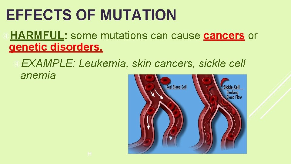 EFFECTS OF MUTATION HARMFUL: some mutations can cause cancers or genetic disorders. EXAMPLE: Leukemia,