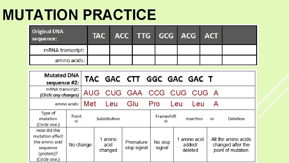 MUTATION PRACTICE AUG CUG GAA CCG CUG A Met Leu Glu Pro Leu A