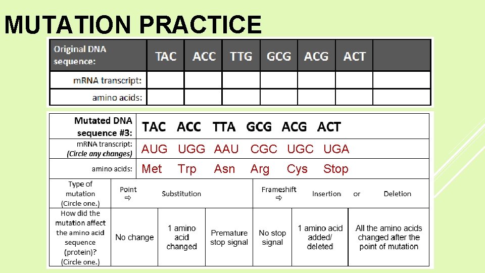 MUTATION PRACTICE AUG UGG AAU CGC UGA Met Trp Asn Arg Cys Stop 