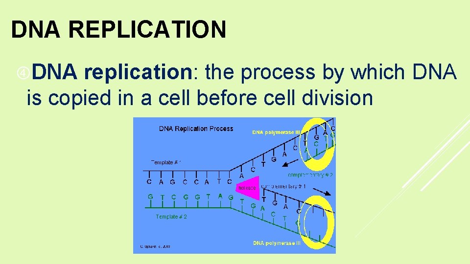 DNA REPLICATION DNA replication: the process by which DNA is copied in a cell