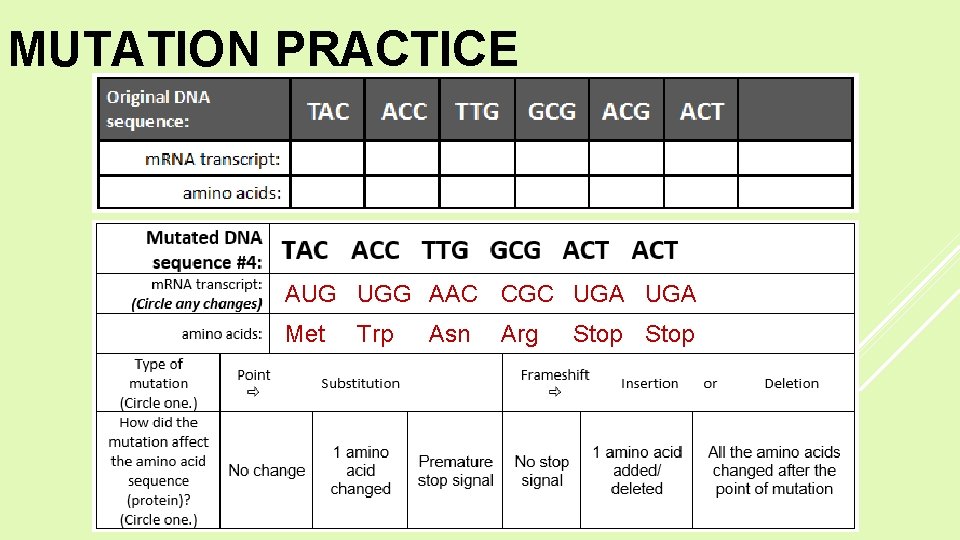 MUTATION PRACTICE AUG UGG AAC CGC UGA Met Trp Asn Arg Stop 