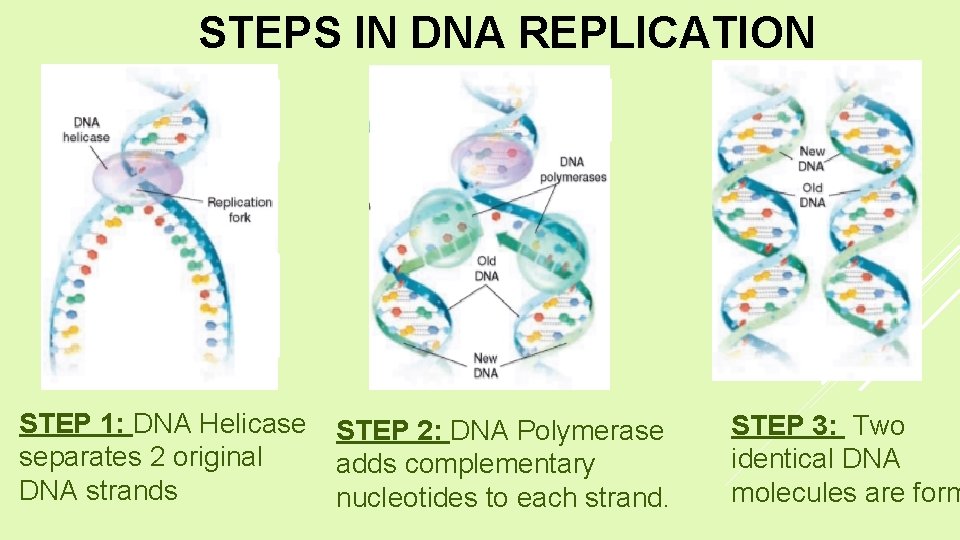 STEPS IN DNA REPLICATION STEP 1: DNA Helicase separates 2 original DNA strands STEP
