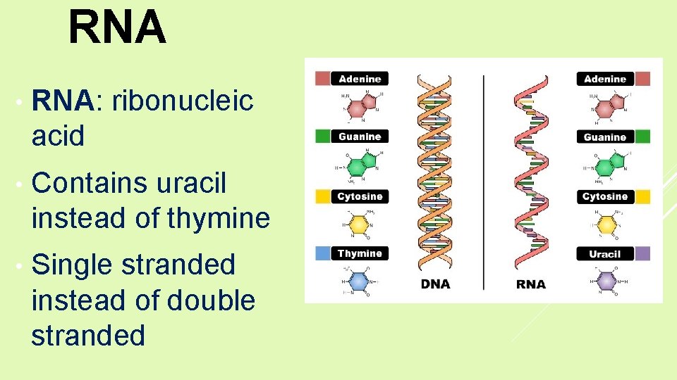 RNA • RNA: ribonucleic acid • Contains uracil instead of thymine • Single stranded