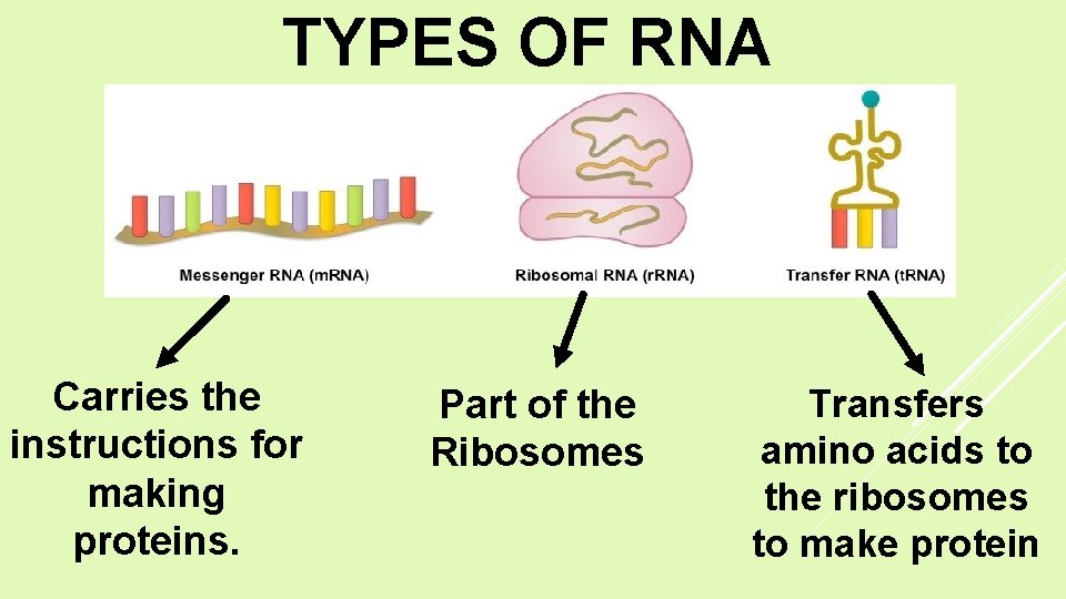 TYPES OF RNA Carries the instructions for making proteins. Part of the Ribosomes Transfers