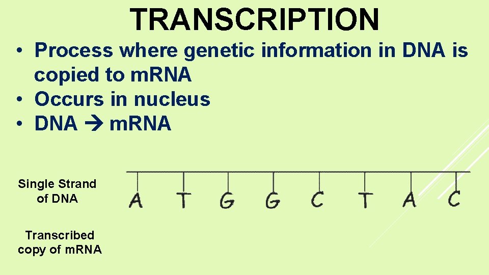 TRANSCRIPTION • Process where genetic information in DNA is copied to m. RNA •