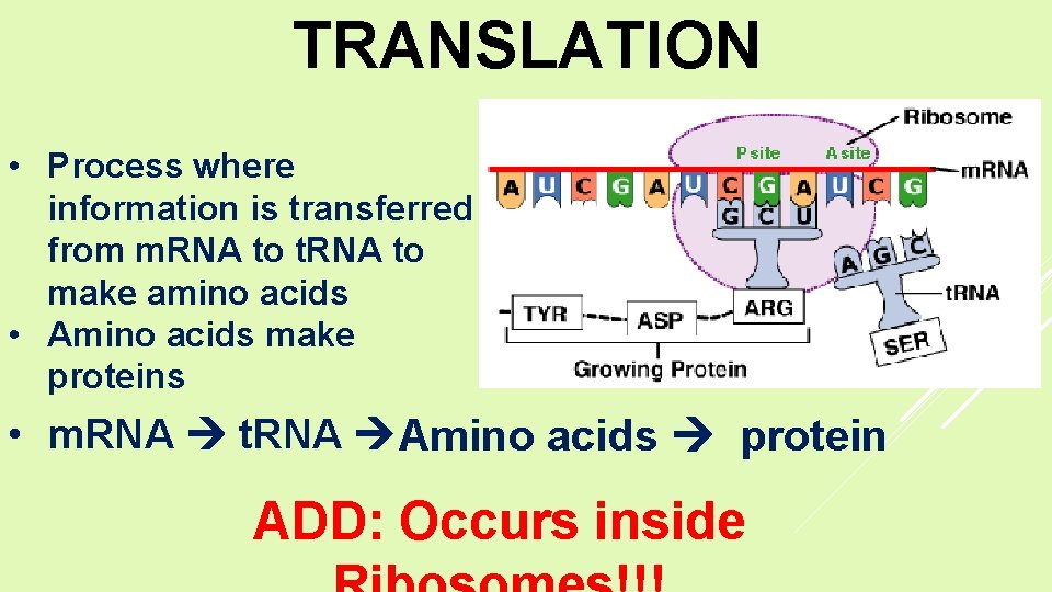 TRANSLATION • Process where information is transferred from m. RNA to t. RNA to