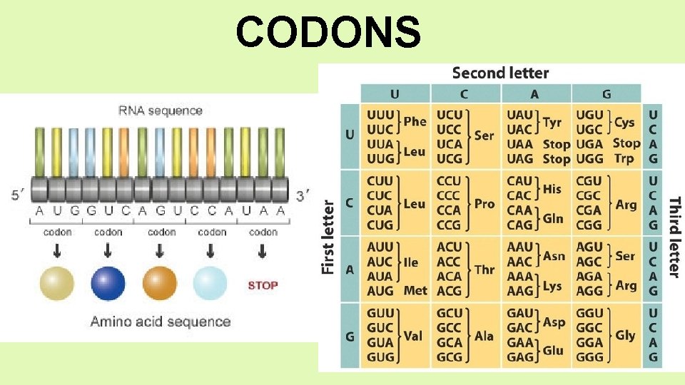 CODONS 