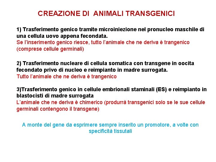 CREAZIONE DI ANIMALI TRANSGENICI 1) Trasferimento genico tramite microiniezione nel pronucleo maschile di una