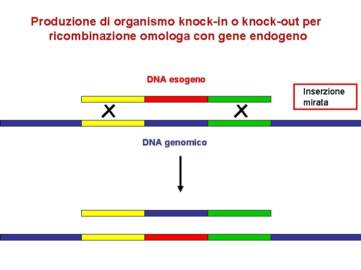 Produzione di organismo knock-in o knock-out per ricombinazione omologa con gene endogeno DNA esogeno