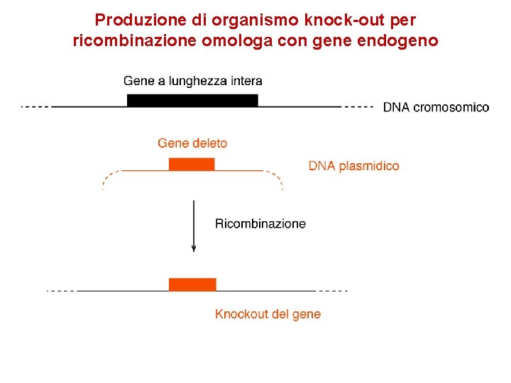 Produzione di organismo knock-out per ricombinazione omologa con gene endogeno 