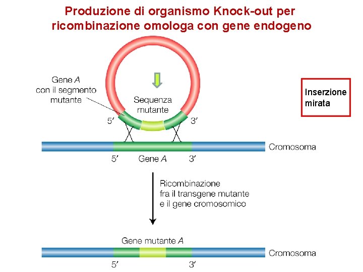 Produzione di organismo Knock-out per ricombinazione omologa con gene endogeno Inserzione mirata 