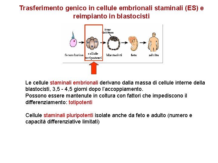 Trasferimento genico in cellule embrionali staminali (ES) e reimpianto in blastocisti Le cellule staminali