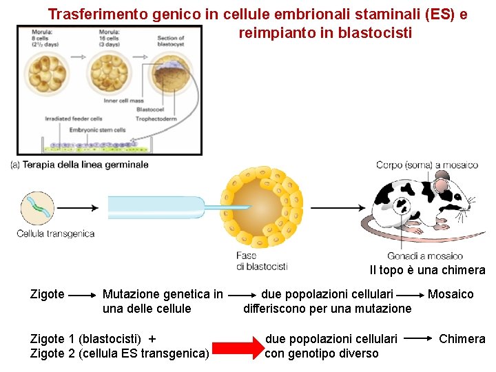 Trasferimento genico in cellule embrionali staminali (ES) e reimpianto in blastocisti Il topo è