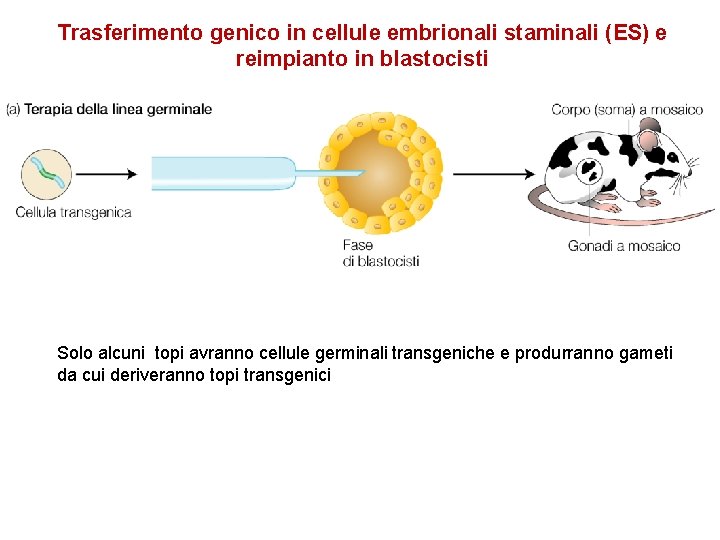 Trasferimento genico in cellule embrionali staminali (ES) e reimpianto in blastocisti Solo alcuni topi