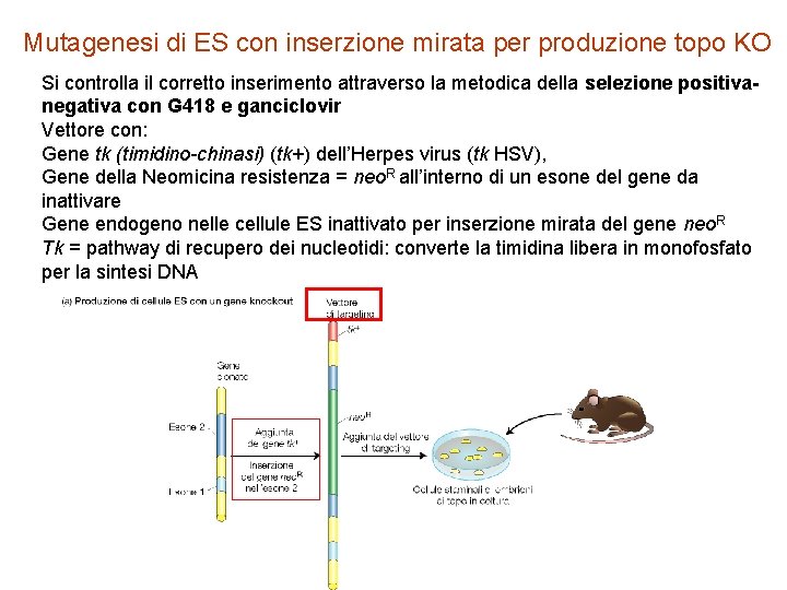 Mutagenesi di ES con inserzione mirata per produzione topo KO Si controlla il corretto