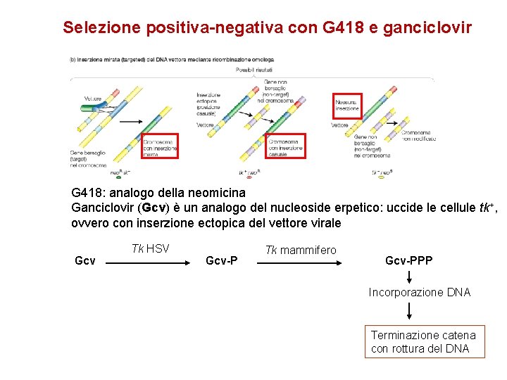 Selezione positiva-negativa con G 418 e ganciclovir G 418: analogo della neomicina Ganciclovir (Gcv)