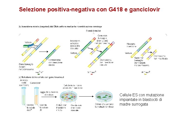 Selezione positiva-negativa con G 418 e ganciclovir Cellule ES con mutazione impiantate in blastociti