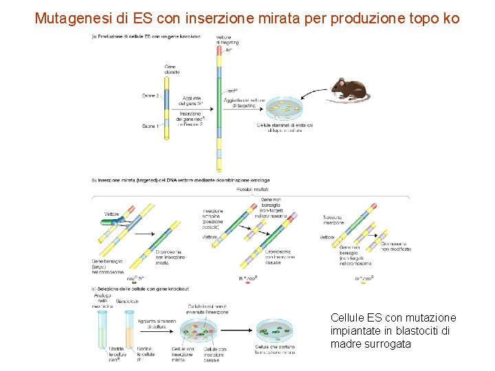 Mutagenesi di ES con inserzione mirata per produzione topo ko Cellule ES con mutazione