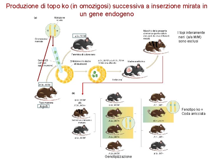 Produzione di topo ko (in omozigosi) successiva a inserzione mirata in un gene endogeno