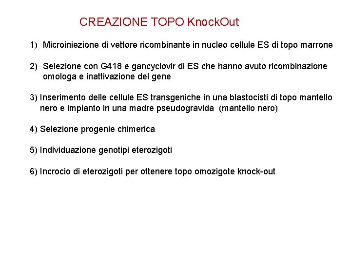 CREAZIONE TOPO Knock. Out 1) Microiniezione di vettore ricombinante in nucleo cellule ES di