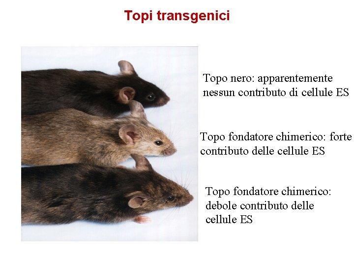Topi transgenici Topo nero: apparentemente nessun contributo di cellule ES Topo fondatore chimerico: forte