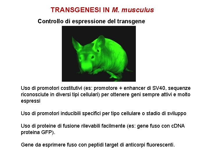 TRANSGENESI IN M. musculus Controllo di espressione del transgene Uso di promotori costitutivi (es: