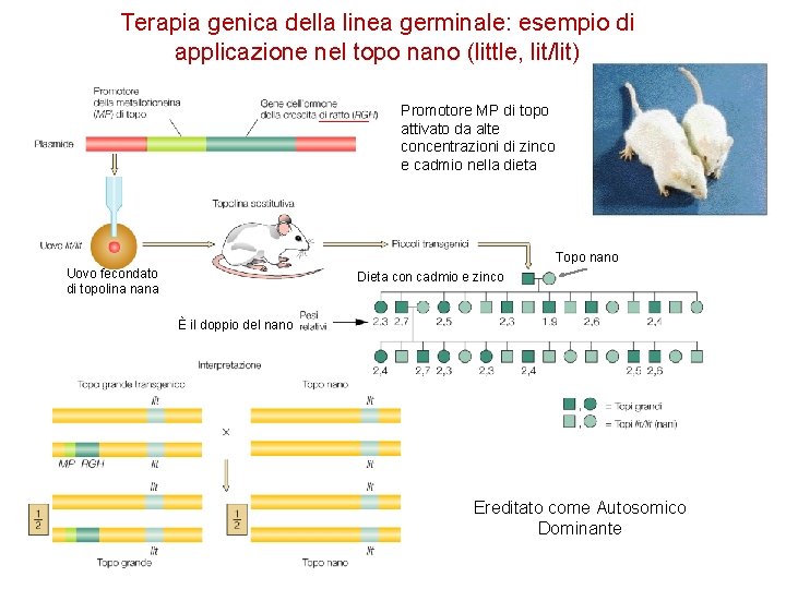 Terapia genica della linea germinale: esempio di applicazione nel topo nano (little, lit/lit) Promotore