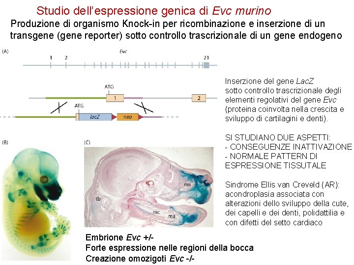 Studio dell’espressione genica di Evc murino Produzione di organismo Knock-in per ricombinazione e inserzione