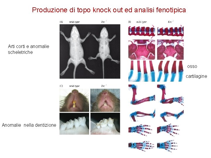Produzione di topo knock out ed analisi fenotipica Arti corti e anomalie scheletriche osso