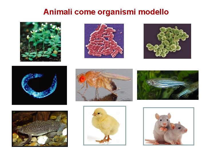 Animali come organismi modello 