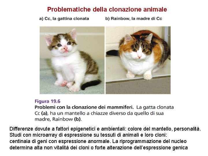 Problematiche della clonazione animale Differenze dovute a fattori epigenetici e ambientali: colore del mantello,