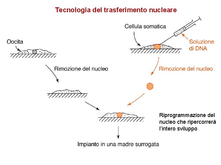 Tecnologia del trasferimento nucleare Riprogrammazione del nucleo che ripercorrerà l’intero sviluppo 