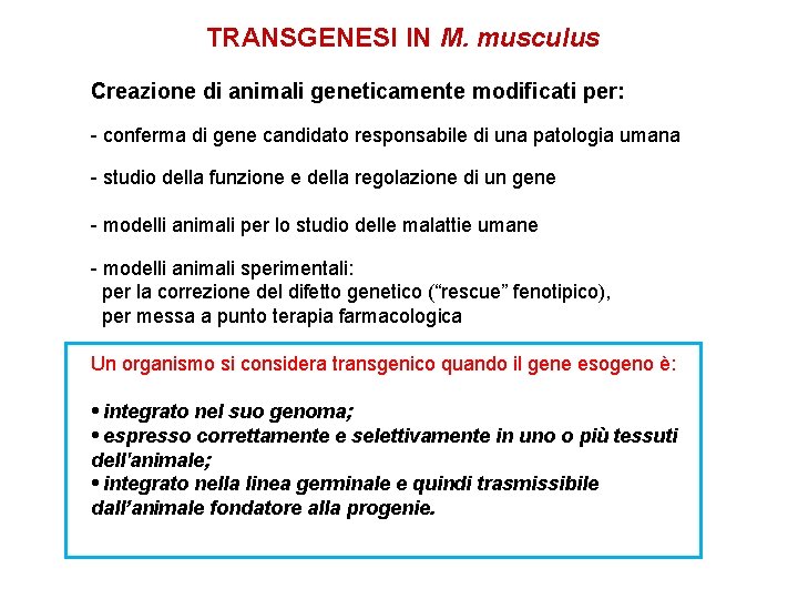 TRANSGENESI IN M. musculus Creazione di animali geneticamente modificati per: - conferma di gene