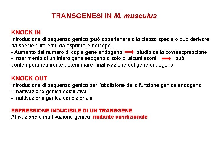 TRANSGENESI IN M. musculus KNOCK IN Introduzione di sequenza genica (può appartenere alla stessa