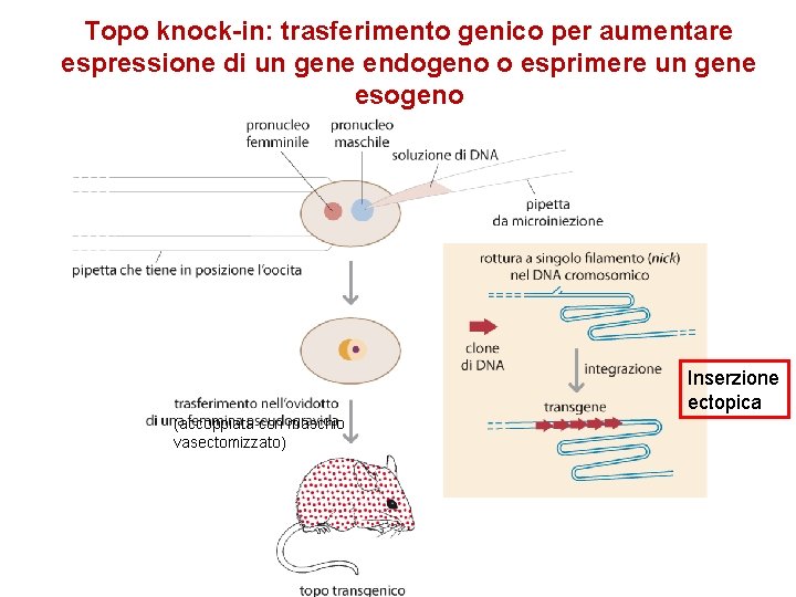 Topo knock-in: trasferimento genico per aumentare espressione di un gene endogeno o esprimere un