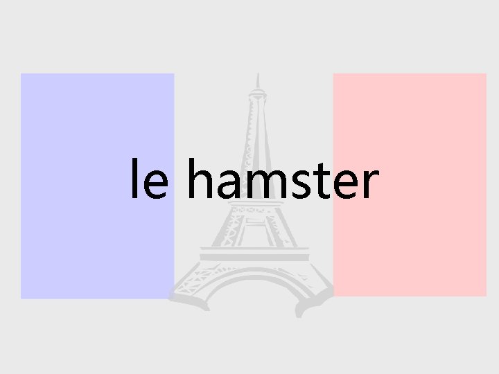 le hamster 