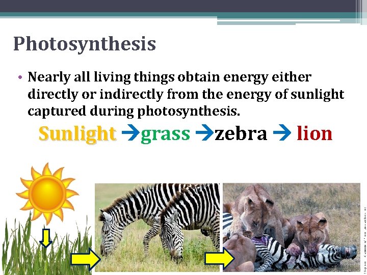 Photosynthesis • Nearly all living things obtain energy either directly or indirectly from the