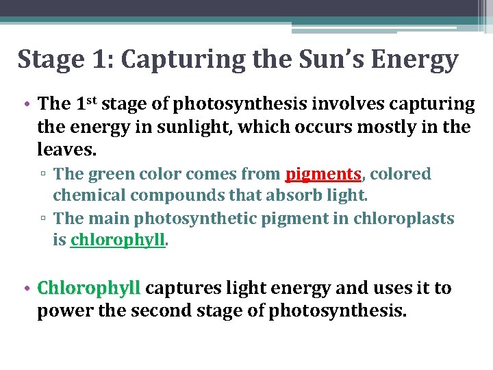 Stage 1: Capturing the Sun’s Energy • The 1 st stage of photosynthesis involves