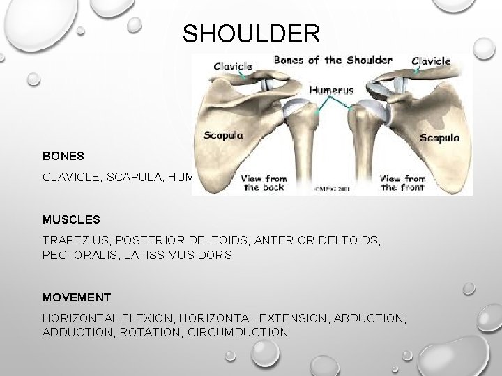 SHOULDER BONES CLAVICLE, SCAPULA, HUMERUS MUSCLES TRAPEZIUS, POSTERIOR DELTOIDS, ANTERIOR DELTOIDS, PECTORALIS, LATISSIMUS DORSI SHOULDER BONES CLAVICLE, SCAPULA, HUMERUS MUSCLES TRAPEZIUS, POSTERIOR DELTOIDS, ANTERIOR DELTOIDS, PECTORALIS, LATISSIMUS DORSI