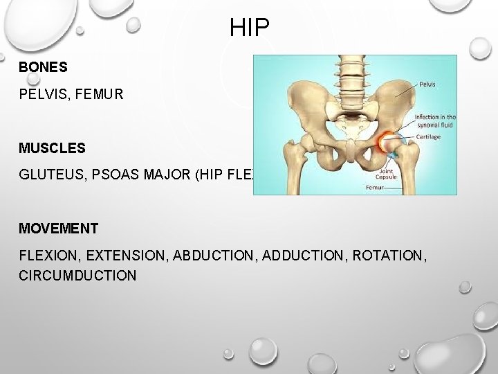 HIP BONES PELVIS, FEMUR MUSCLES GLUTEUS, PSOAS MAJOR (HIP FLEXOR) MOVEMENT FLEXION, EXTENSION, ABDUCTION, HIP BONES PELVIS, FEMUR MUSCLES GLUTEUS, PSOAS MAJOR (HIP FLEXOR) MOVEMENT FLEXION, EXTENSION, ABDUCTION,
