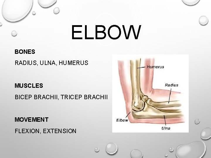 ELBOW BONES RADIUS, ULNA, HUMERUS MUSCLES BICEP BRACHII, TRICEP BRACHII MOVEMENT FLEXION, EXTENSION ELBOW BONES RADIUS, ULNA, HUMERUS MUSCLES BICEP BRACHII, TRICEP BRACHII MOVEMENT FLEXION, EXTENSION