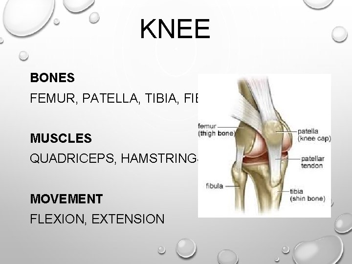 KNEE BONES FEMUR, PATELLA, TIBIA, FIBULA MUSCLES QUADRICEPS, HAMSTRINGS MOVEMENT FLEXION, EXTENSION KNEE BONES FEMUR, PATELLA, TIBIA, FIBULA MUSCLES QUADRICEPS, HAMSTRINGS MOVEMENT FLEXION, EXTENSION